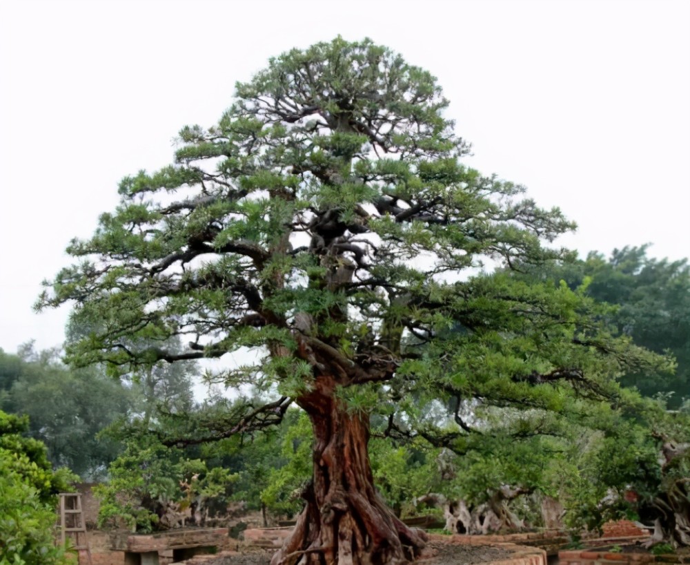 受人追捧的罗汉八仙珍贵稀有是不可多得的镇宅之宝遇到了别错过