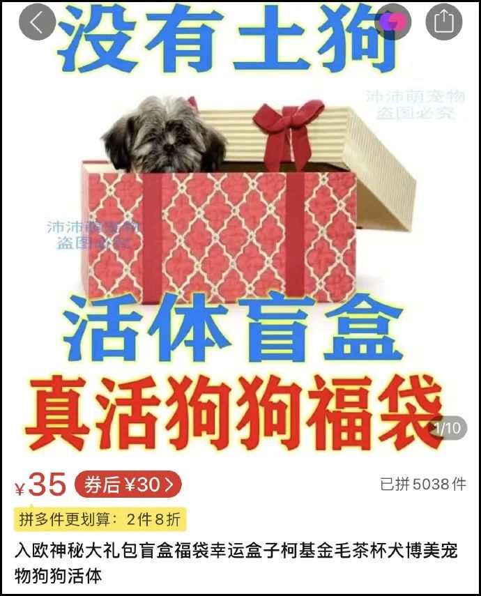 网购平台惊现宠物"活体盲盒",为了赚钱人性都没了!_腾讯新闻