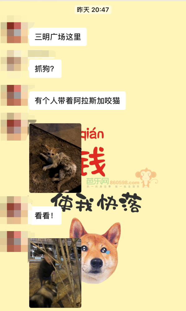 爆料 三明一男子竟放大型犬咬流浪小猫 腾讯新闻