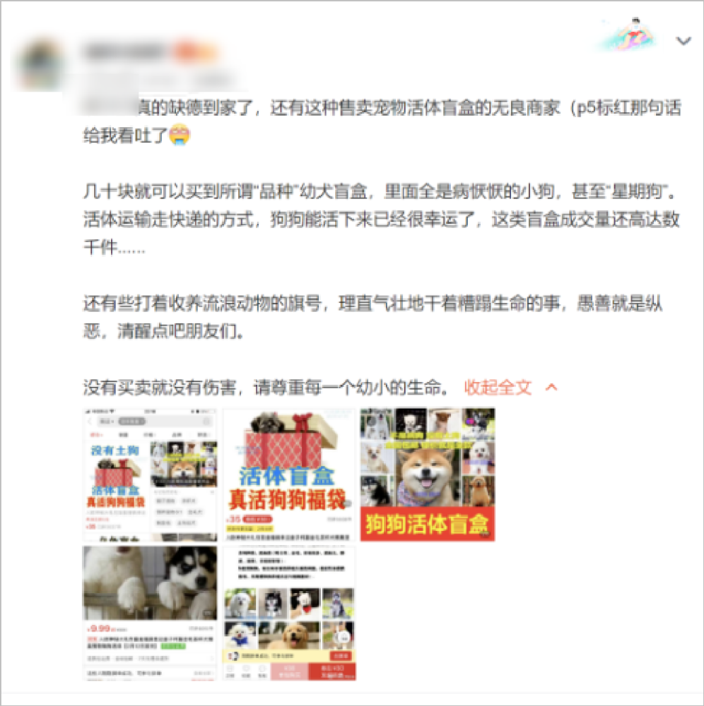 活体宠物被塞进盲盒成了月入20万的嗜血生意