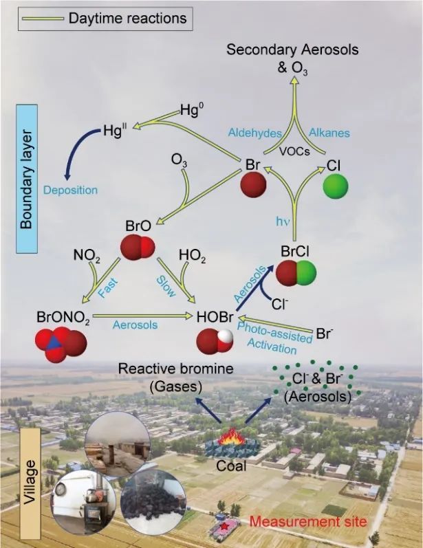 河北望都观测地区燃煤排放活动与日间活化过程释放活性溴,氯自由基