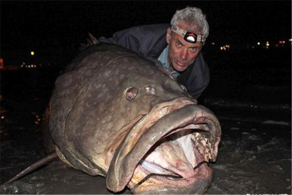 在出海捕鱼的时候,在撒丁岛附近捕鱼的时候发现了一只非常特殊的鲨鱼