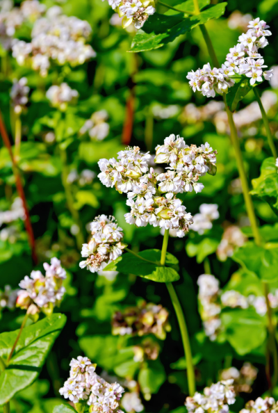 乡间美味荞粑粑带你领略腾冲烟火气