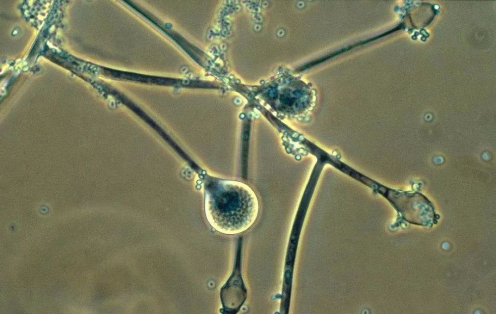 黑根霉(atcc6227b)是目前发酵工业上常使用的微生物菌种.