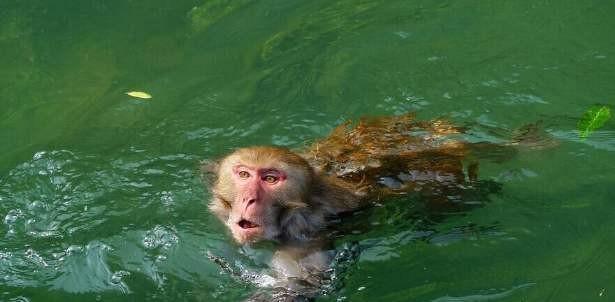 水猴子真的存在吗它可能是什么生物