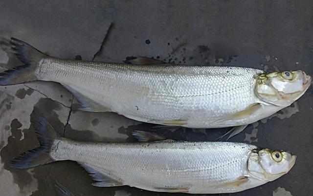 翘嘴鱼最大可以长到多大有何依据