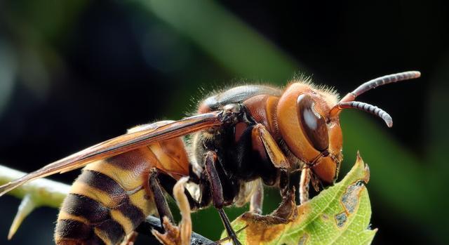 虎头蜂是用什么筑巢的遇到虎头蜂该如何应对