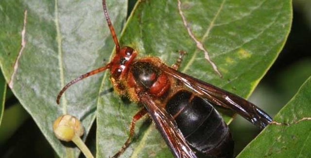 虎头蜂是用什么筑巢的遇到虎头蜂该如何应对