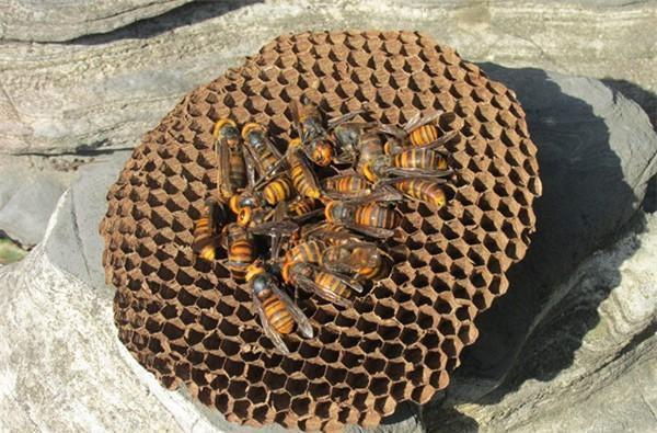 虎头蜂是用什么筑巢的遇到虎头蜂该如何应对