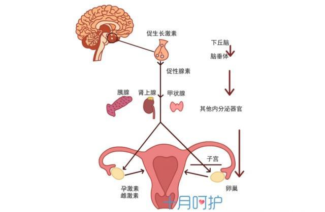 如何調節月經週期