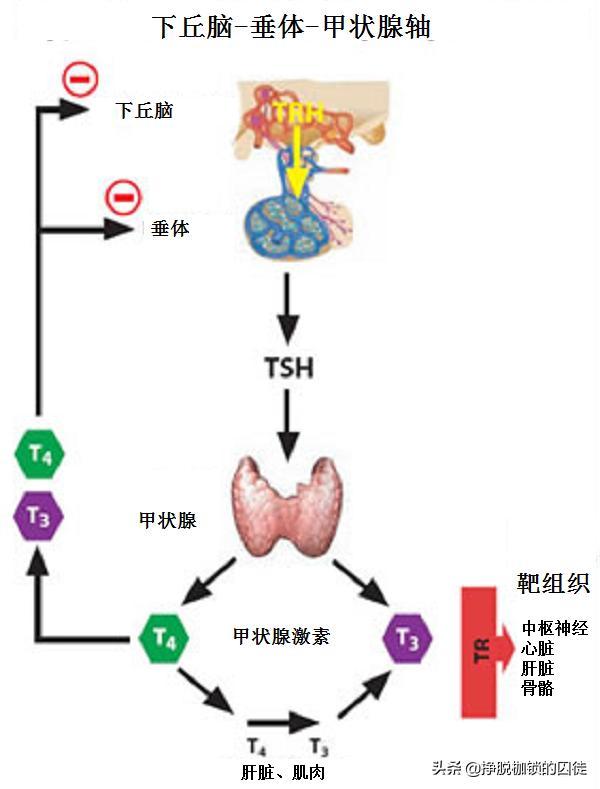 卵巢分泌的"性激素"对下丘脑-垂体又有反馈调节的作用.