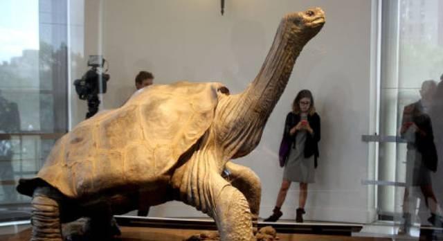 世界上有记录的寿命最长的乌龟活了176年,它就是一只名为"哈里特"的