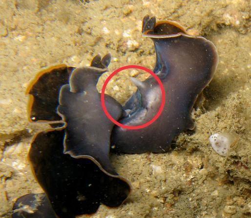 海扁虫一种靠决斗来决定谁来当妈的神奇生物