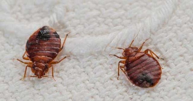 但是这就是海扁虫的生存手段,相比较那些自己扎自己