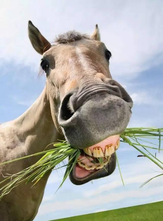 自然界中有没有进攻性的食草动物为什么