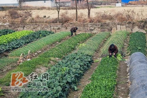 新春走基层 蓝山 小小菜园冬种忙 腾讯新闻