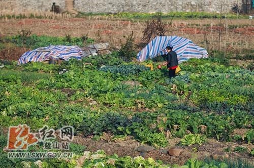 新春走基层丨蓝山 小小菜园冬种忙 腾讯新闻