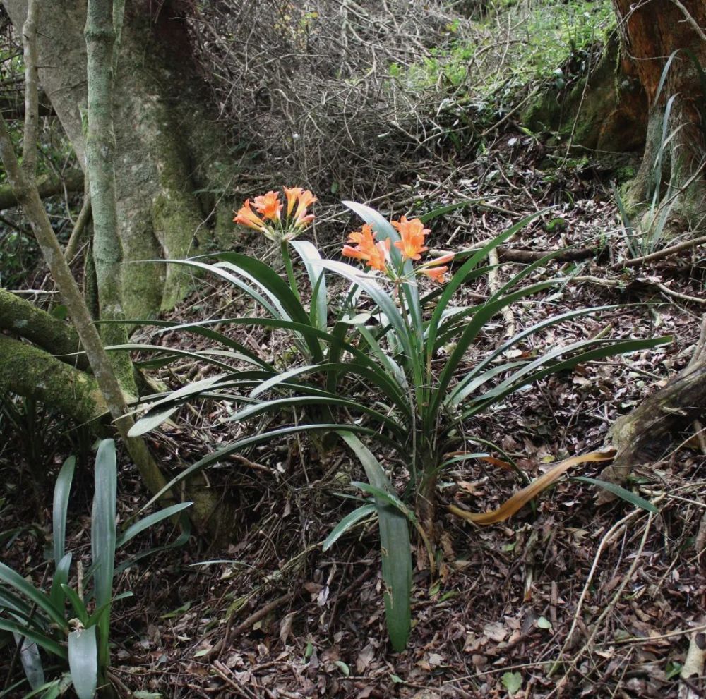 图|野生君子兰土壤问题解决之后的君子兰栽培便非常容易了.