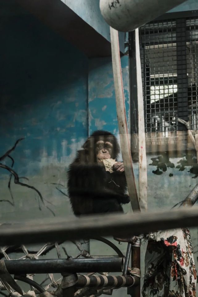 面对亏损3000万的红山动物园,我 "看清" 了南京人