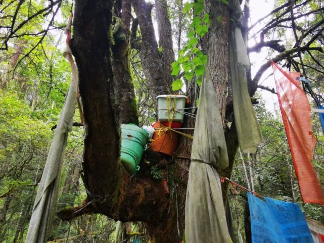 西藏|藏区|卓龙沟|卓龙|波密县