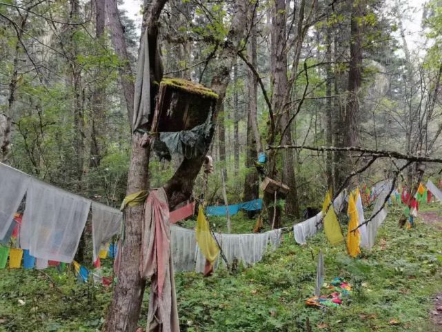 都知道西藏有天葬那你知道还有神秘的树葬吗