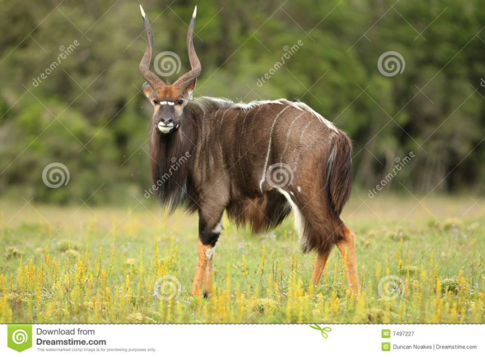 大羚羊太多了让我们重新认识ta伊兰羚羊