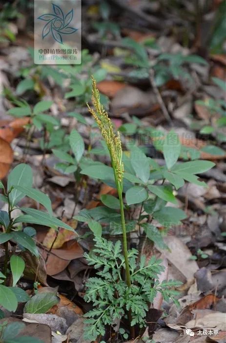 小春花,蛇不见,吊竹良枝,良枝草,独脚金鸡,丹桂移星草,黄连七,鸡爪莲