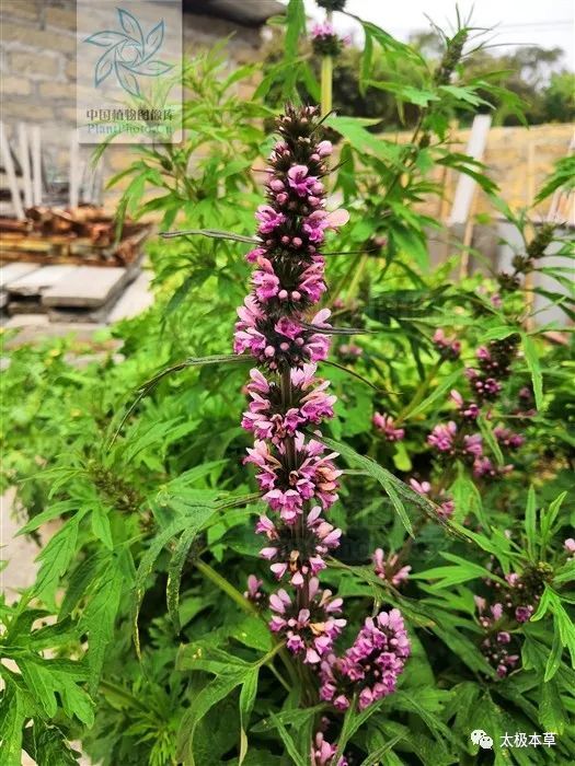 益母草,見過嗎?草,活血調經;花,補血;子,清肝明目