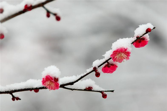 紅樓夢四首紅梅花,凍臉有痕皆是血,是曹雪芹的傷花怒放