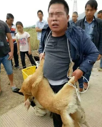 农村偷狗现象为何屡禁不止?看看背后的产业链,就能明白人性使然