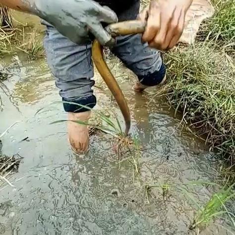 黄鳝好吃但难抓水库黄鳝是极品