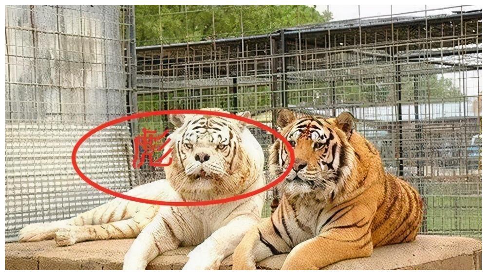 清朝康熙年间,浙江发现了一只猛兽,它接连咬死了三只老虎!_腾讯新闻