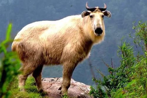 与熊猫并列秦岭四宝憨态可掬却导致了200多人伤亡