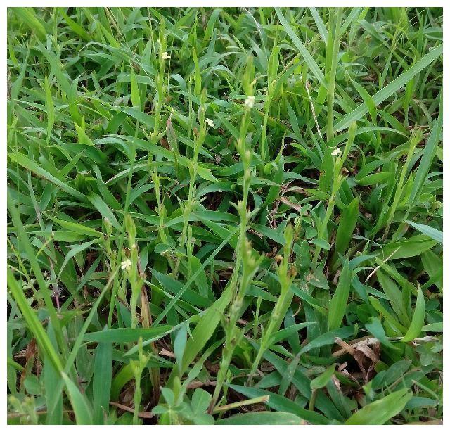 此草在农村被称为"草中黄金",价格昂贵,真的有那么好吗