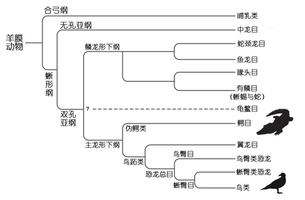 就这样,天差地别的两种动物,成了进化树上彼此的近亲!