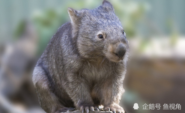 独一 粪 地球唯一拉出立方体的动物 科学家解开了它的制造方法 立方体 地球 袋熊 澳洲 肠道