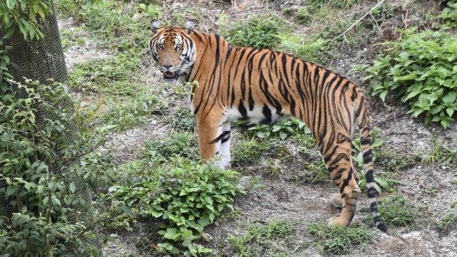 中国这些地区都有老虎生活过看看有没有你所在的地区