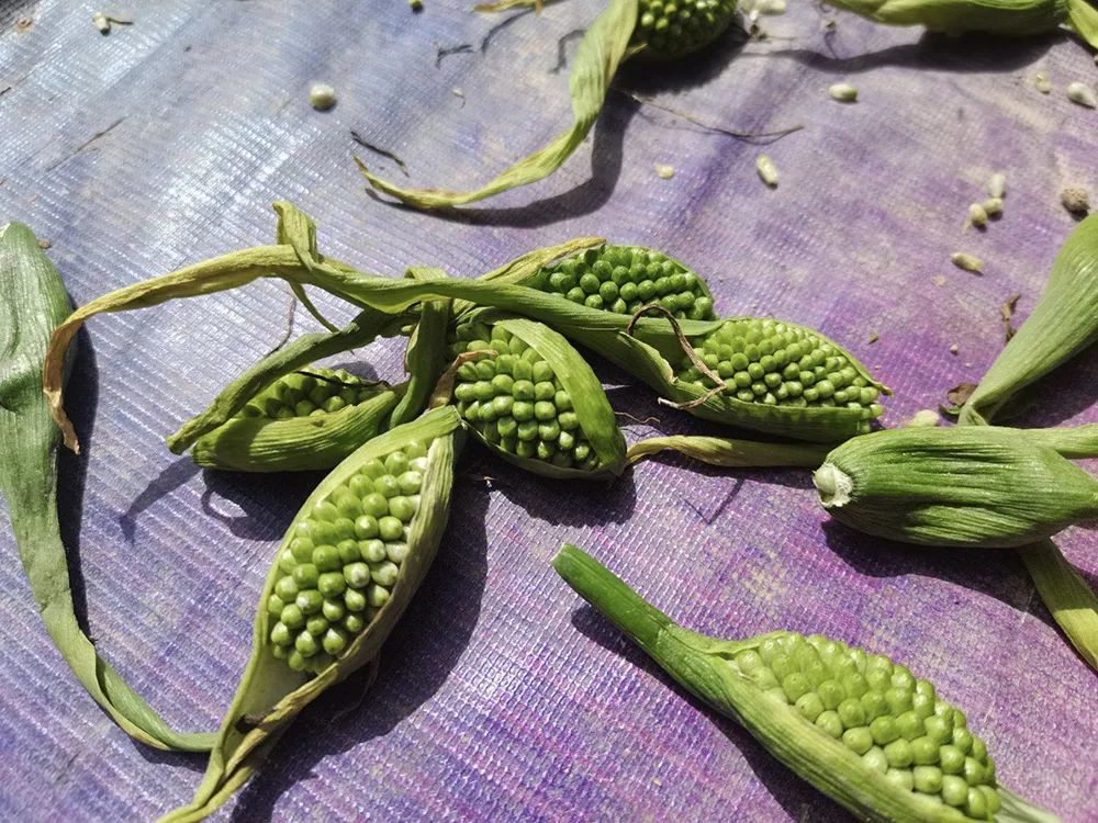 正是因为它和蛇外表上的相似之处,所以民间也叫它蛇芋.