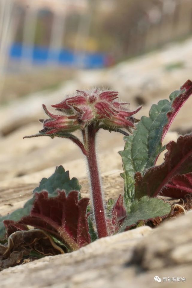 花期:4-6月別名:懷慶地黃,生地列當科地黃屬rehmannia glutinosa