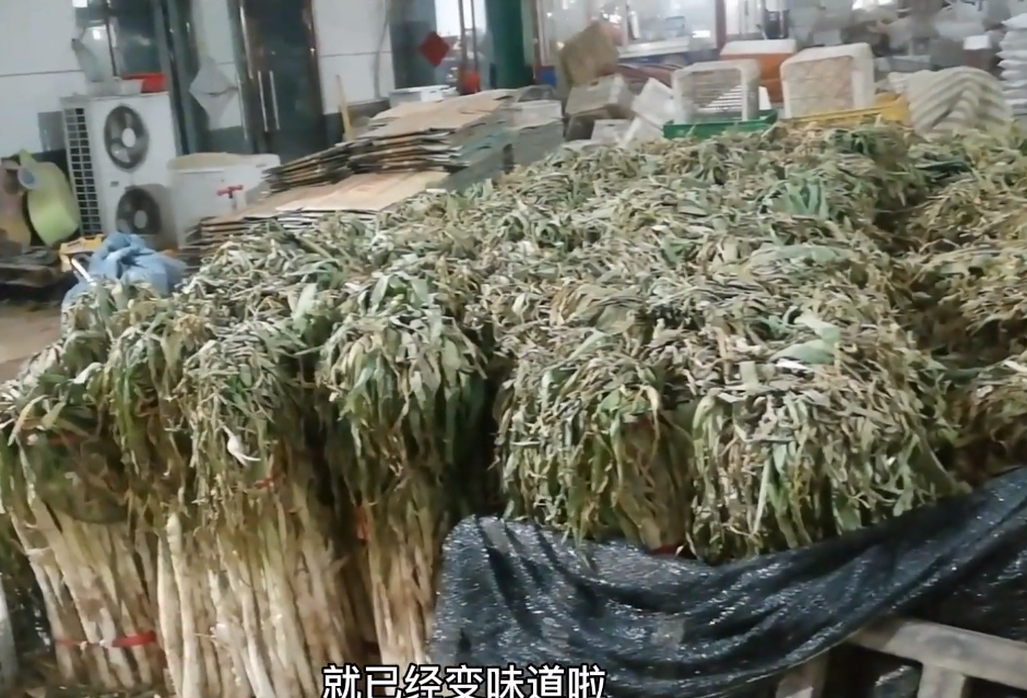 100万买了25万斤大葱,本来想囤大葱赚钱,没想陪得却到处借债四处借钱