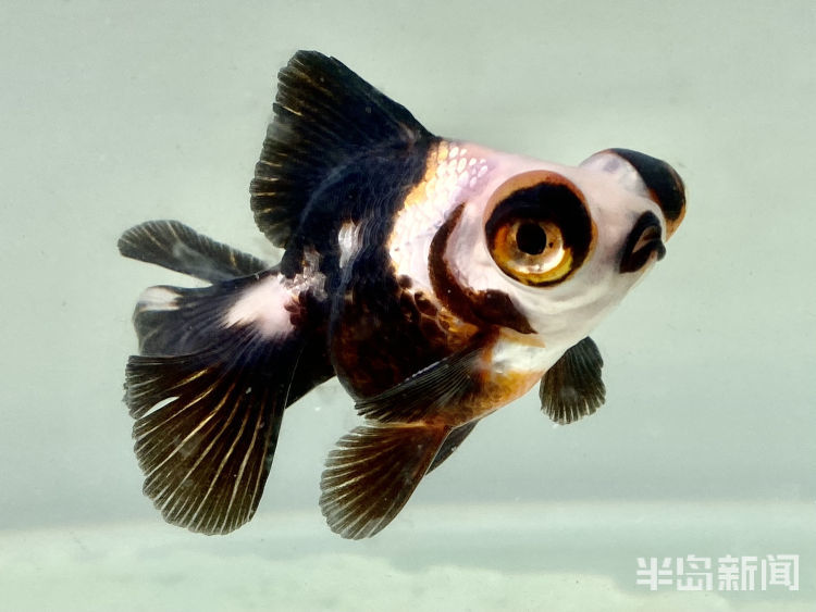 观赏鱼销售火爆熊猫金鱼受青睐
