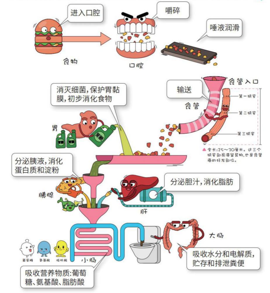 怎么吃都吃不胖真的好吗