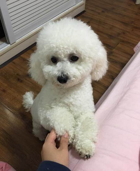 比熊犬多少钱一只比熊犬好养吗