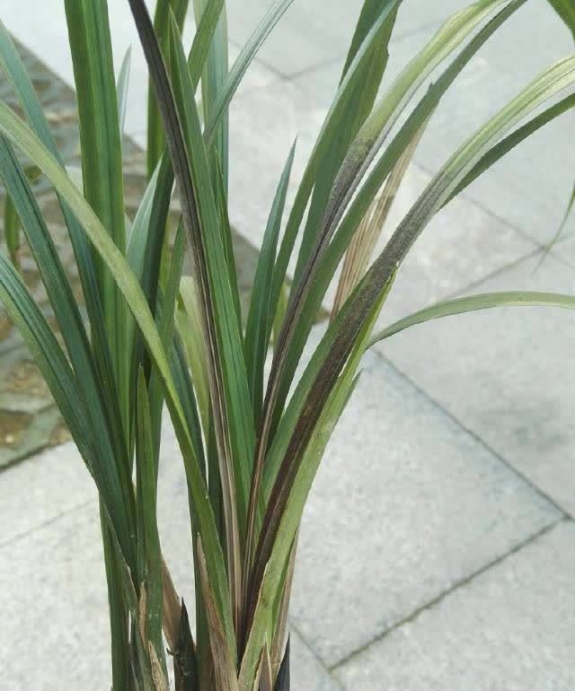 兰花冬天也会得软腐病茎腐病这几招有效