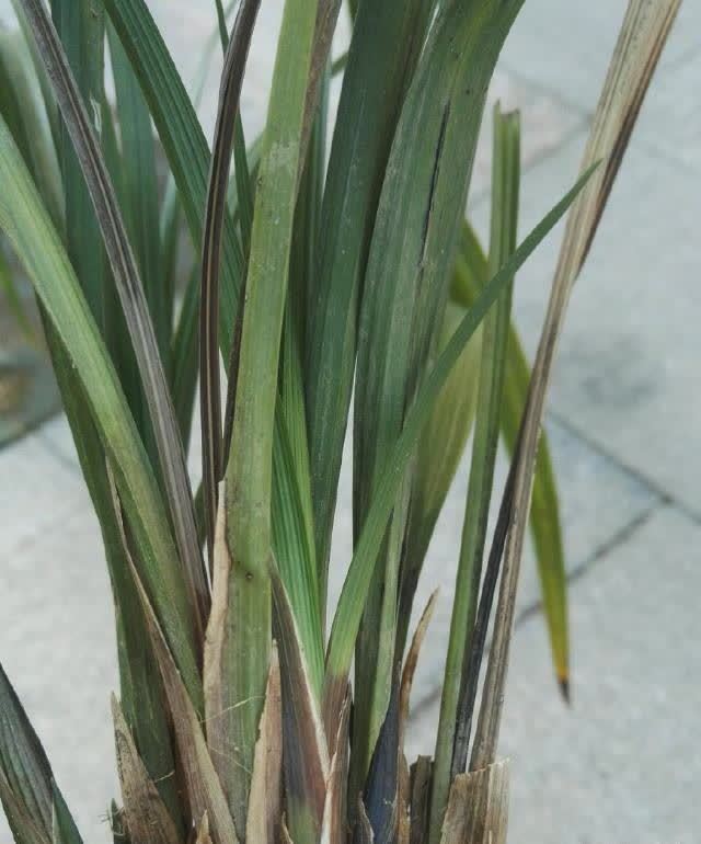 兰花冬天也会得软腐病茎腐病这几招有效