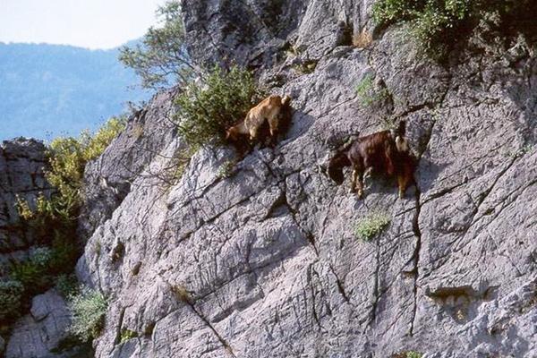 全球最“神奇”山羊，一生都在攀岩，几乎生长在悬崖峭壁上(图5)