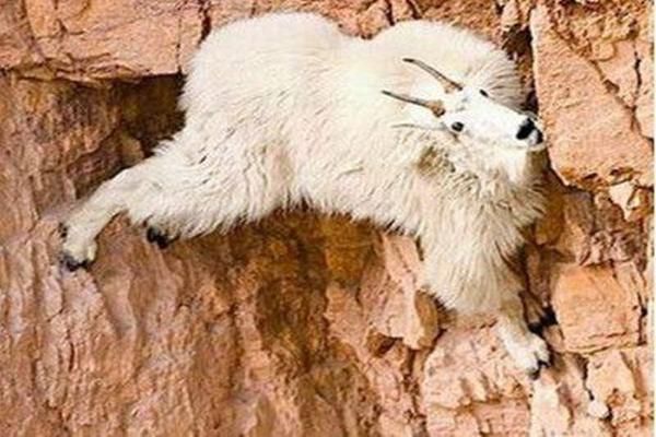 全球最“神奇”山羊，一生都在攀岩，几乎生长在悬崖峭壁上(图3)