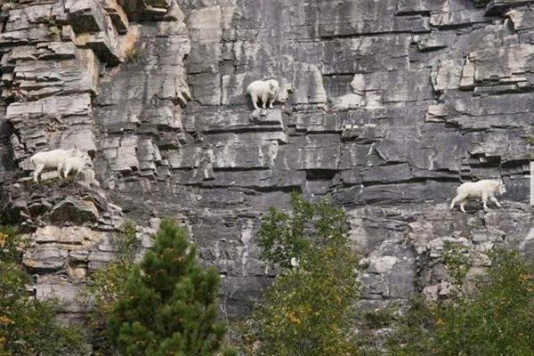 全球最“神奇”山羊，一生都在攀岩，几乎生长在悬崖峭壁上(图4)