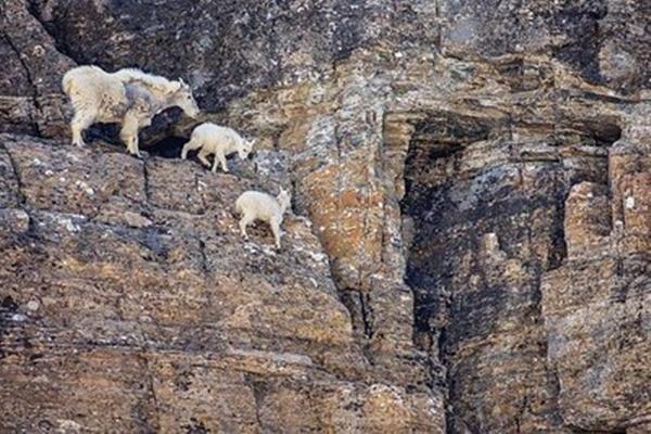 全球最“神奇”山羊，一生都在攀岩，几乎生长在悬崖峭壁上(图2)