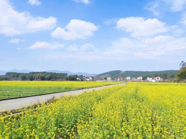 "在韶关过大年"重阳镇油菜花基地花开成海遍地金黄!颜值美爆了